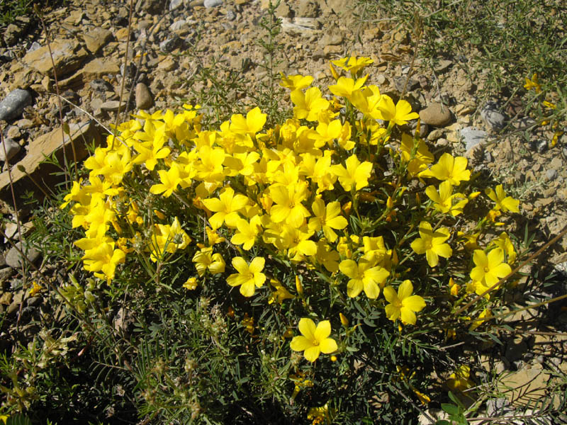 Linum campanulatum photo